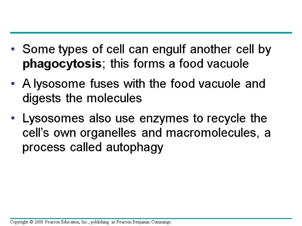 Some types of cell can engulf another cell by phagocytosis; this forms a food